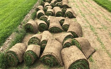 天然草足球場(chǎng)施工