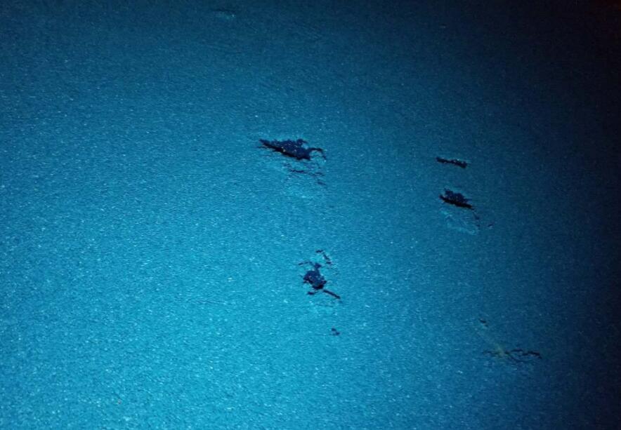 可惡！公園的塑膠跑道施工遭遇不文明行為人