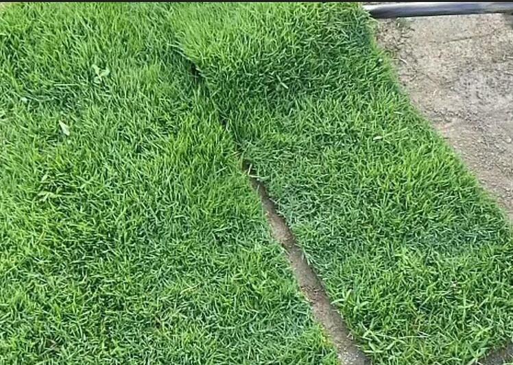 足球場(chǎng)成品草坪鋪植